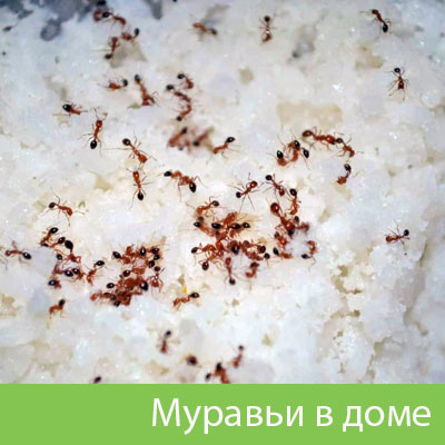 Муравьи в доме в Челябинске